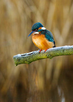 (f)Kingfisher (8)