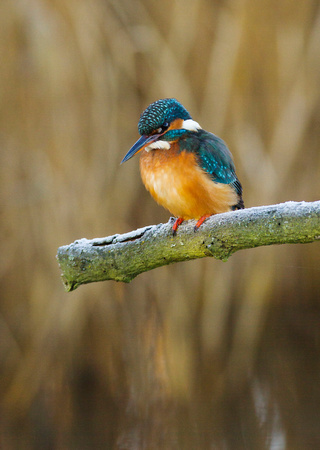 (f)Kingfisher (8)