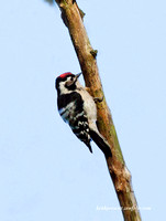 (m)Lesser spotted Woodpecker (4)