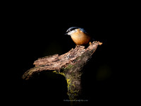 Nuthatch (6)