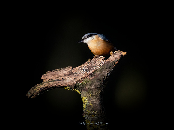 Nuthatch (6)