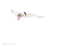 Common Tern (2)