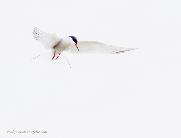 Common Tern (2)