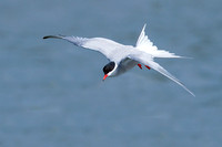 Common Tern (9)