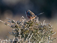 (m)Dartford Warbler (10)