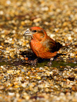 (m)Crossbill (9)