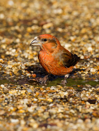 (m)Crossbill (9)