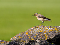 (f)Wheatear (10)