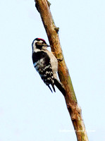 (m)Lesser spotted Woodpecker (3)