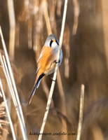 Bearded Tit(Reedling) (17)