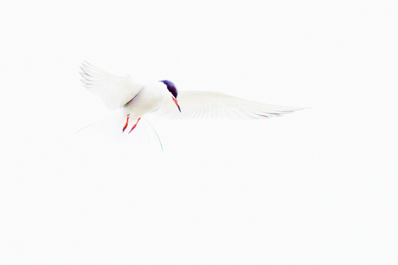 Common Tern (21)