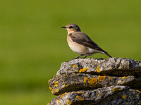 (f)Wheatear (5)