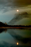 Starling Murmuration (13)