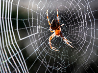Garden Spider (3)