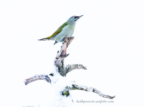 (m)Grey Headed Woodpecker (5)