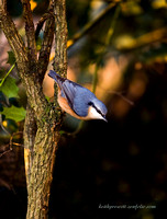 Nuthatch (9)