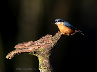 Nuthatch (3)