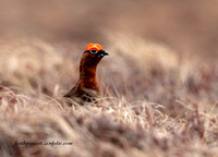 (m)Red Grouse (3)