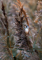 Bearded Tit(Reedling) (6)