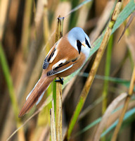 Bearded Tit(Reedling) (15)