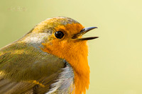 Robin (5)