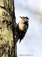 (f)Lesser spotted Woodpecker (3)