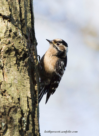 (f)Lesser spotted Woodpecker (3)