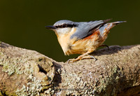 Nuthatch (10)