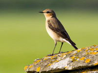 (f)Wheatear (7)