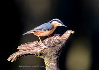 Nuthatch & Treecreeper