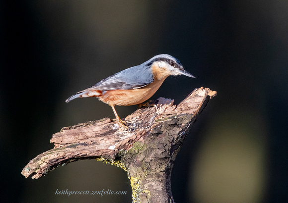 Nuthatch (1)