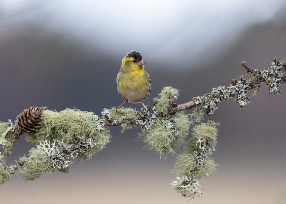 (m)Siskin (1)