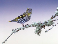 (f)Siskin