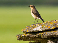 (f)Wheatear (8)