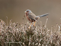 (m)Dartford Warbler (5)