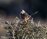 (m)Dartford Warbler (9)