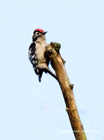 (m)Lesser spotted Woodpecker (6)