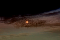Starling Murmuration (9)