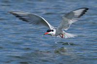 Common Tern (11)