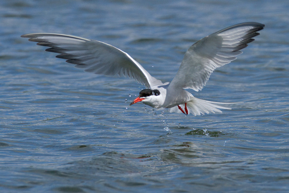 Common Tern (11)