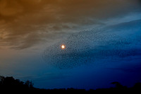 Starling Murmuration (4)