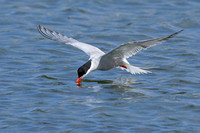 Common Tern (12)