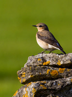 (f)Wheatear (14)