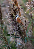 Bearded Tit(Reedling) (8)