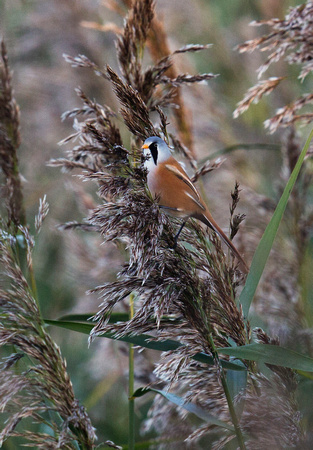 Bearded Tit(Reedling) (8)