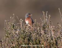 (m)Dartford Warbler (7)