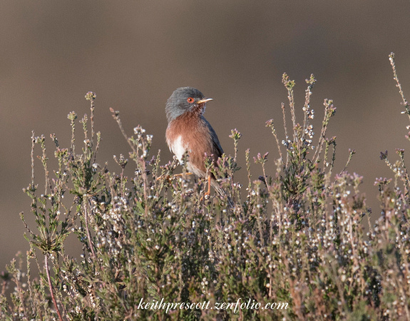 (m)Dartford Warbler (7)