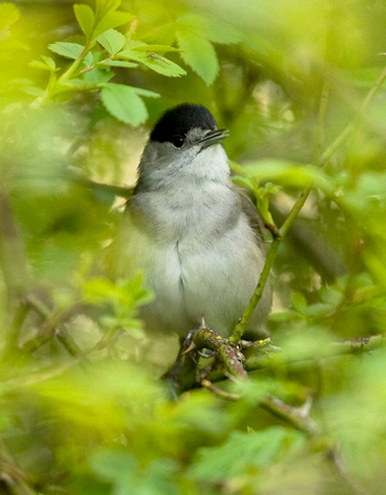 (m)Black Cap (1)