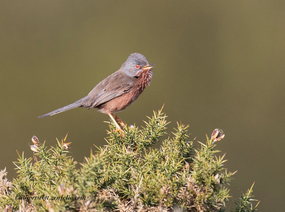 (m)Dartford Warbler (3)