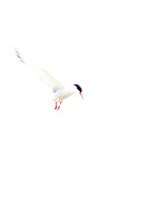 Common Tern (20)